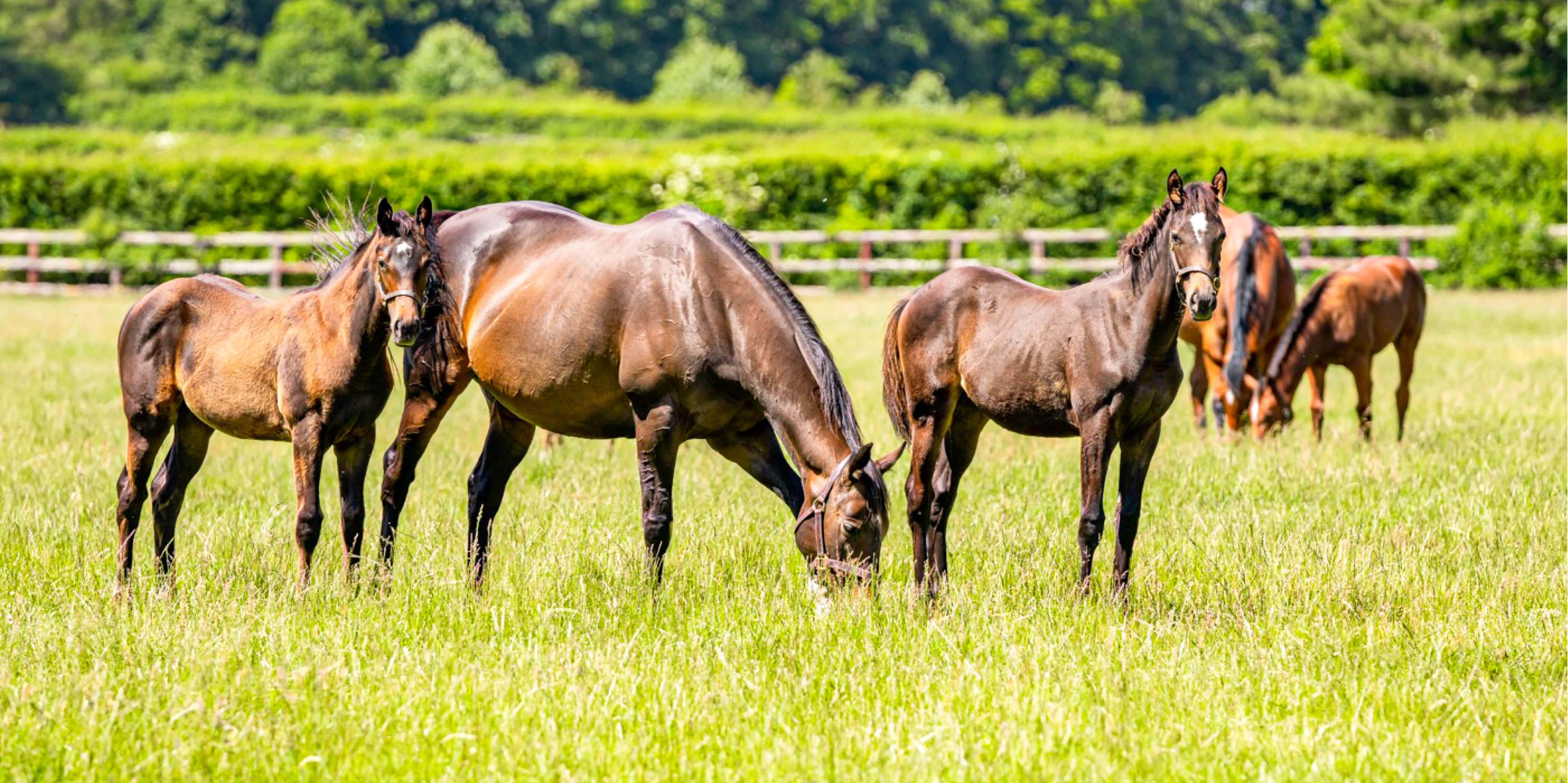 Foals